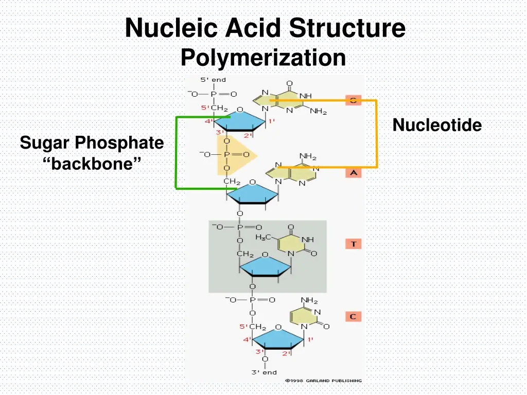 nucleic acid structure polymerization