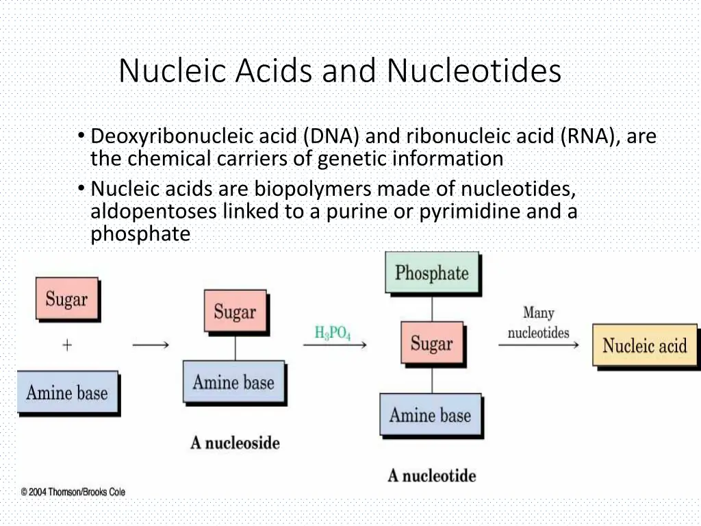 nucleic acids and nucleotides