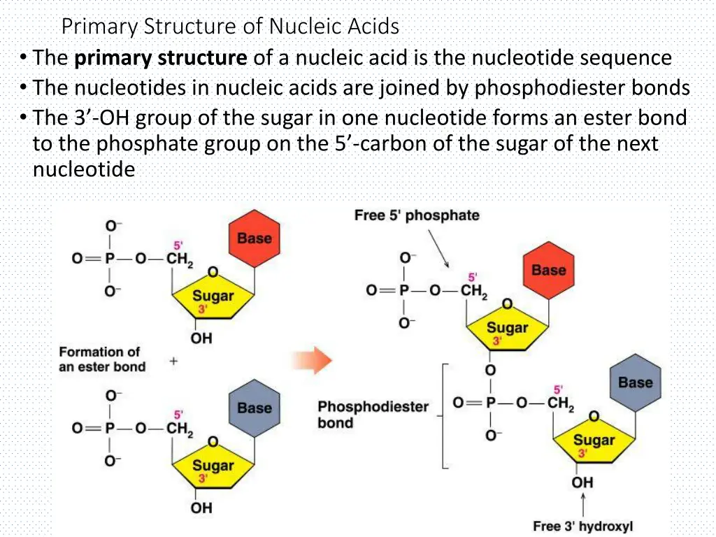 primary structure of nucleic acids the primary