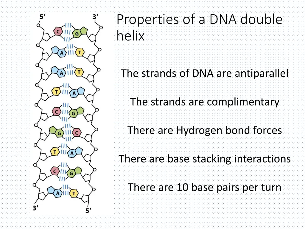 properties of a dna double helix