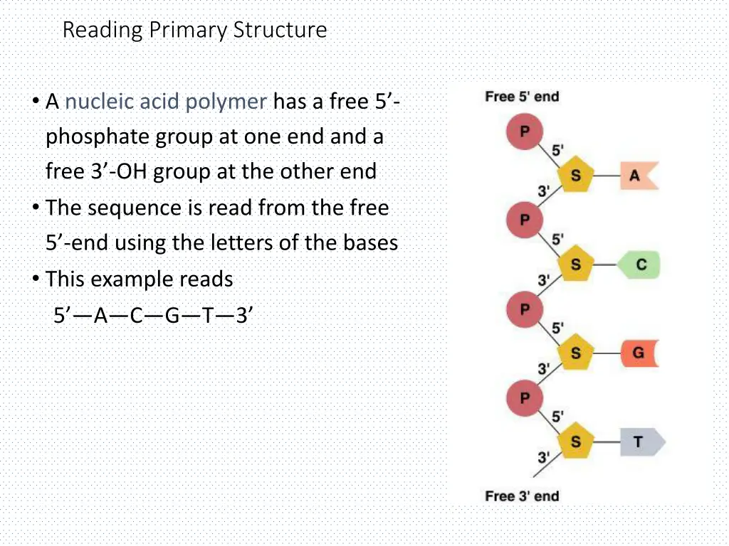 reading primary structure