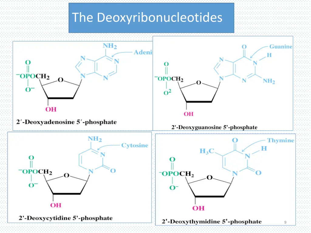 the deoxyribonucleotides