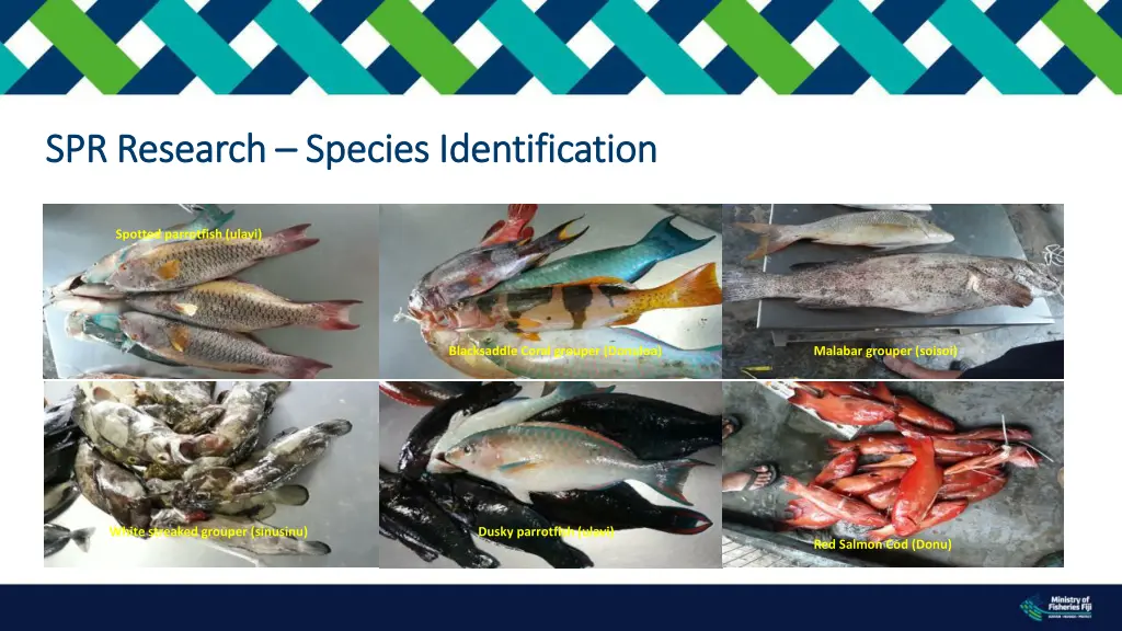 spr research spr research species identification