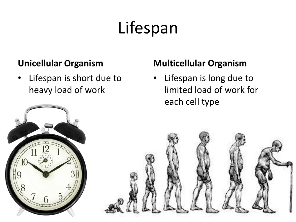 lifespan