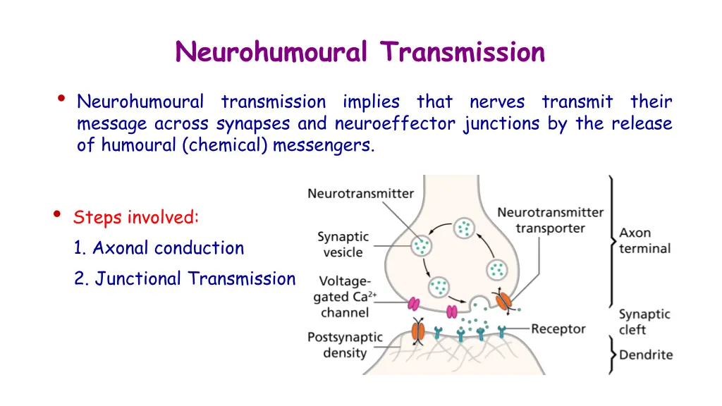 neurohumoural transmission 1