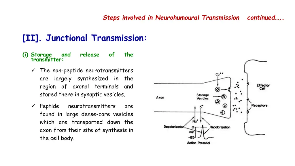 steps involved in neurohumoural transmission 2