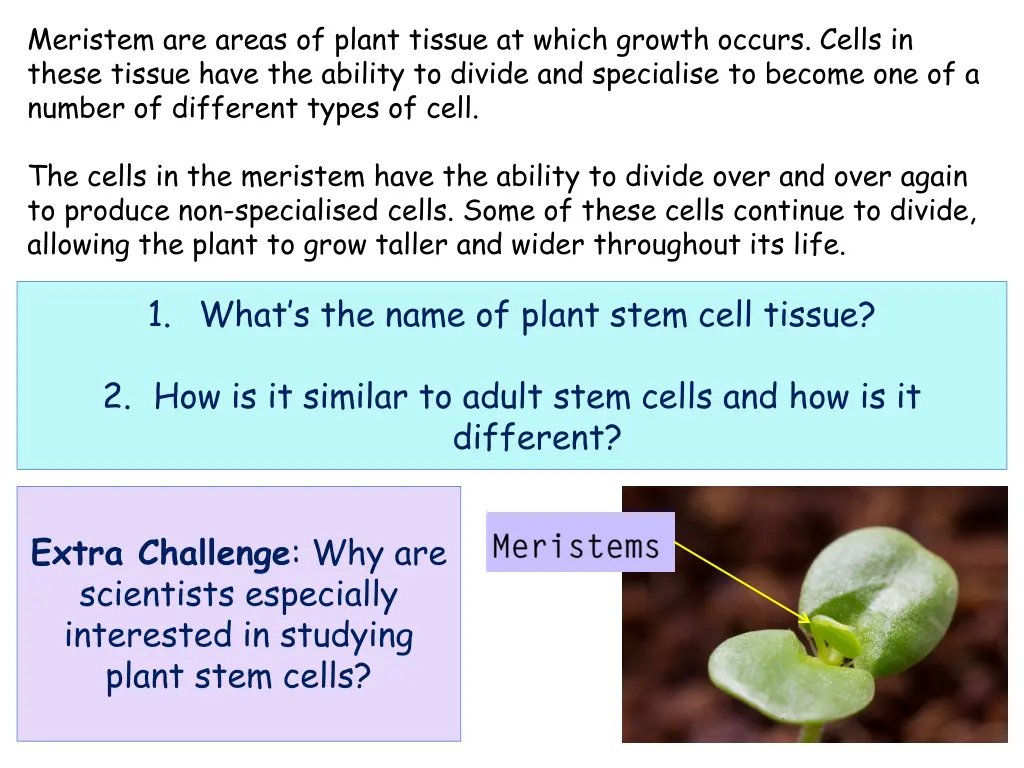 meristem are areas of plant tissue at which