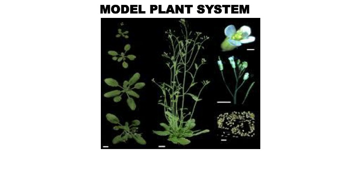 model plant system model plant system