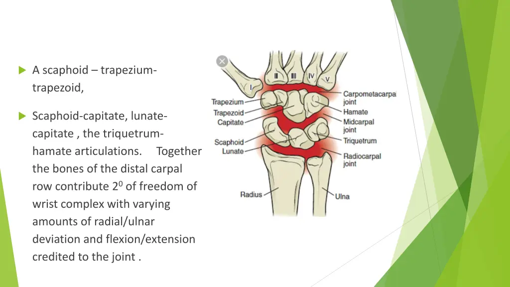 a scaphoid trapezium trapezoid