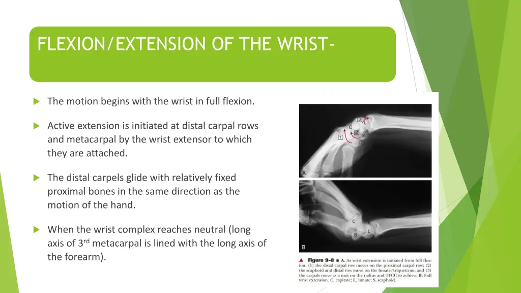 flexion extension of the wrist