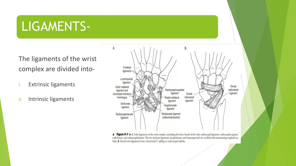 ligaments