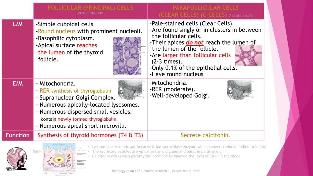 follicular principal cells 99 9 of the cells