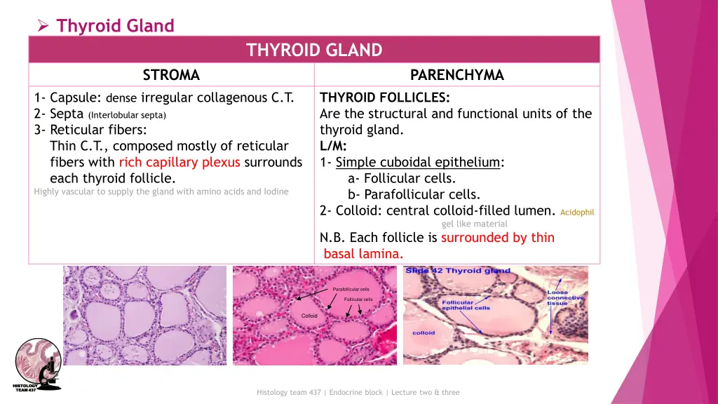 thyroid gland