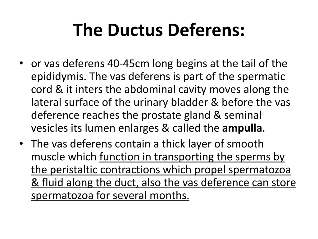 the ductus deferens