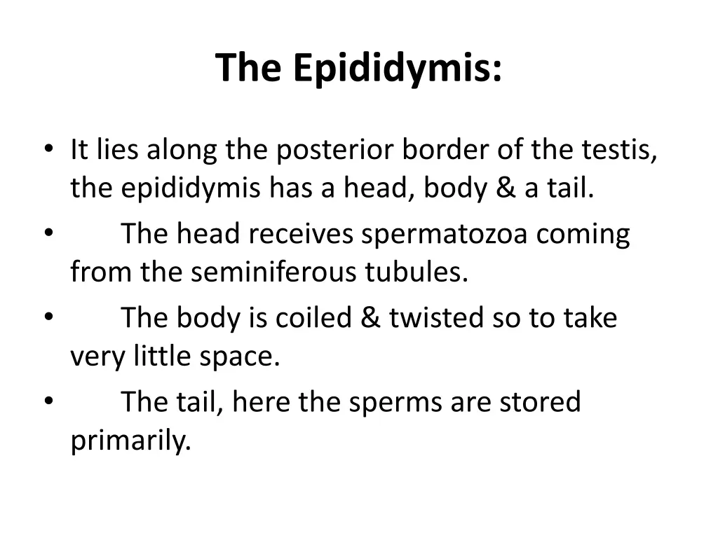 the epididymis