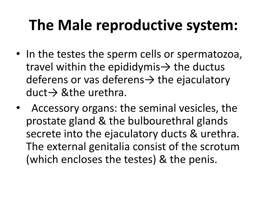 the male reproductive system