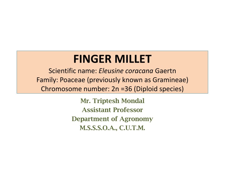 finger millet scientific name eleusine coracana