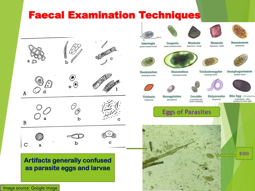 faecal faecal examination techniques examination 1