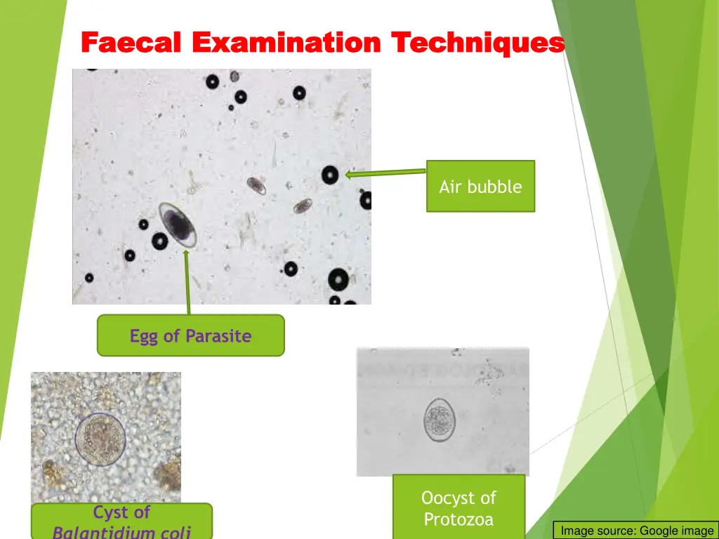 faecal faecal examination techniques examination 3