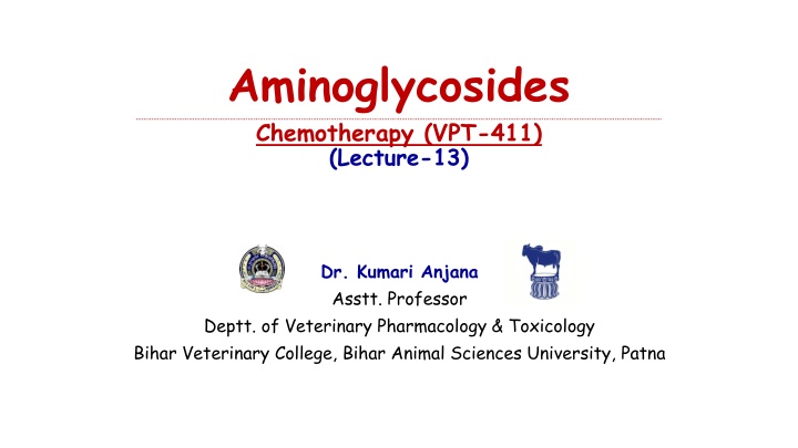 aminoglycosides chemotherapy vpt 411 lecture 13