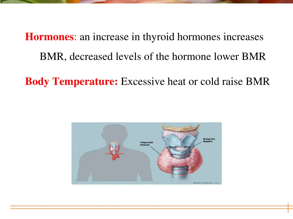 hormones an increase in thyroid hormones increases