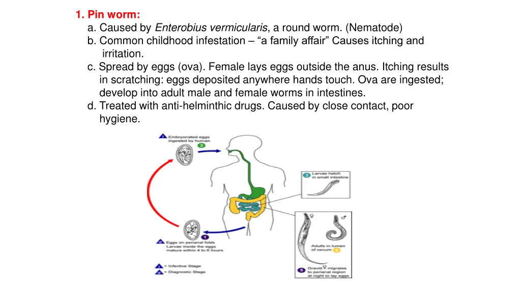 1 pin worm a caused by enterobius vermicularis