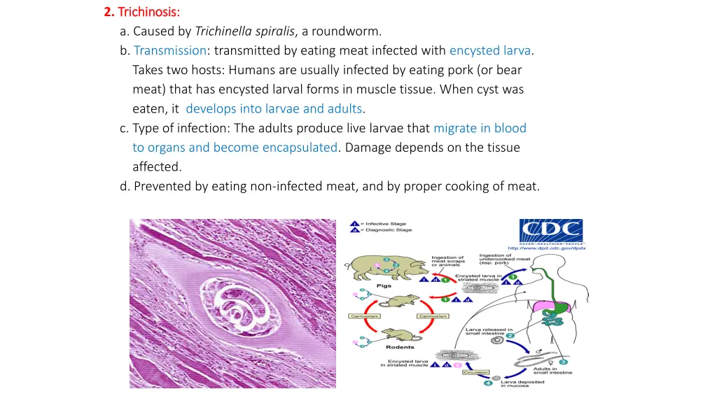 2 trichinosis trichinosis a caused by trichinella