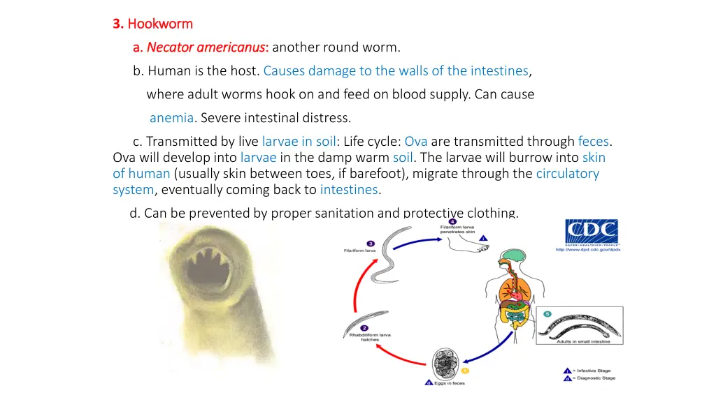 3 hookworm hookworm