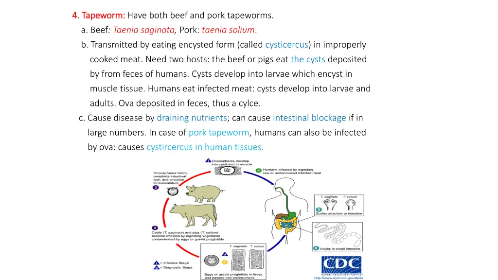 4 tapeworm 4 tapeworm have both beef and pork