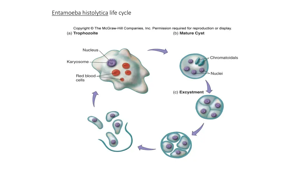 entamoeba histolytica life cycle