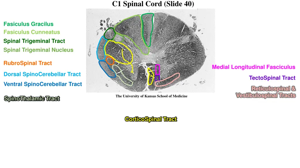 c1 spinal cord slide 40