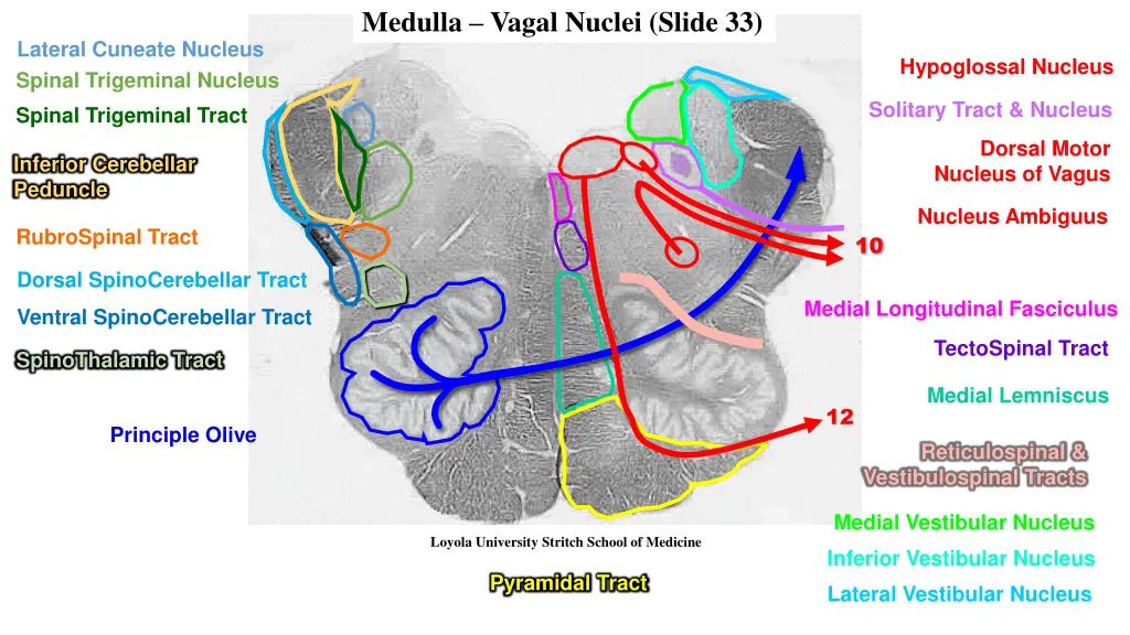 medulla vagal nuclei slide 33