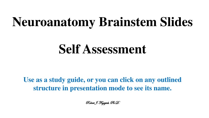 neuroanatomy brainstem slides