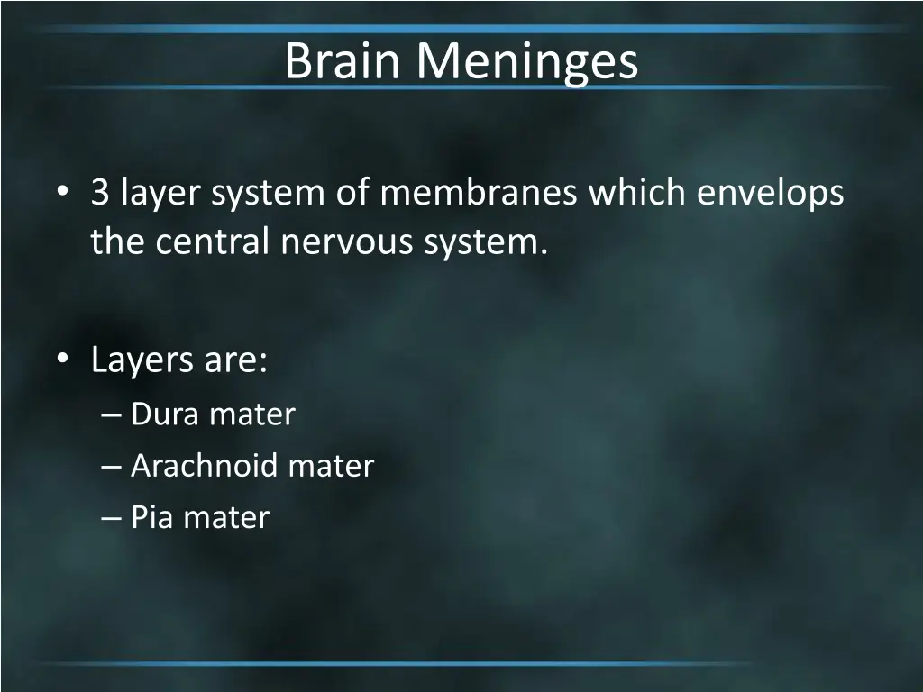 brain meninges