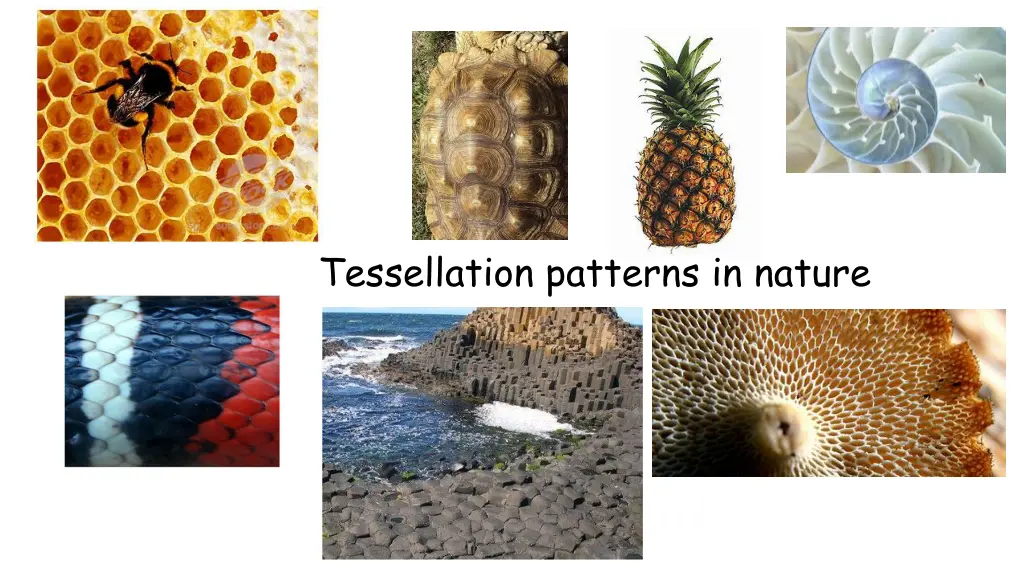 tessellation patterns in nature