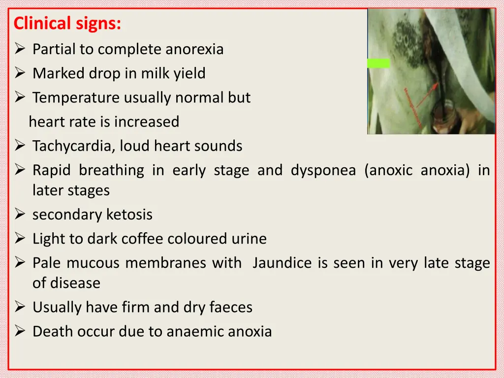 clinical signs partial to complete anorexia