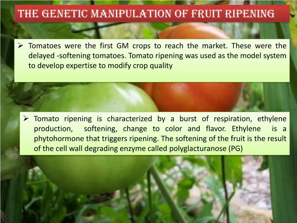 the genetic manipulation of fruit ripening