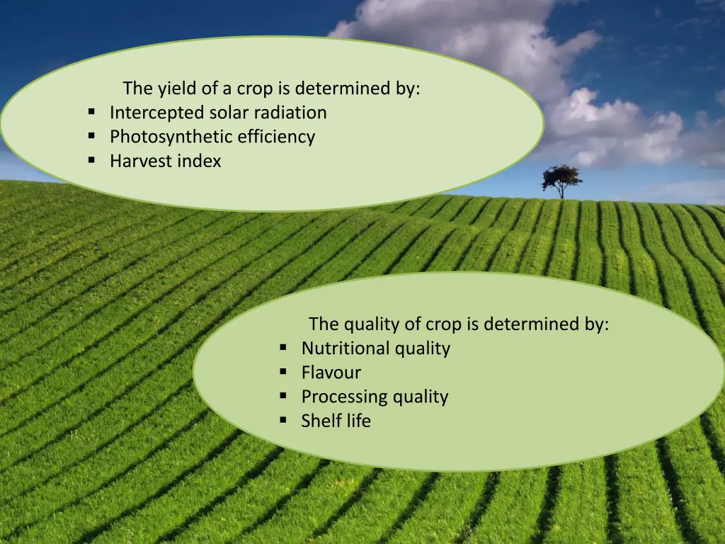 the yield of a crop is determined by intercepted