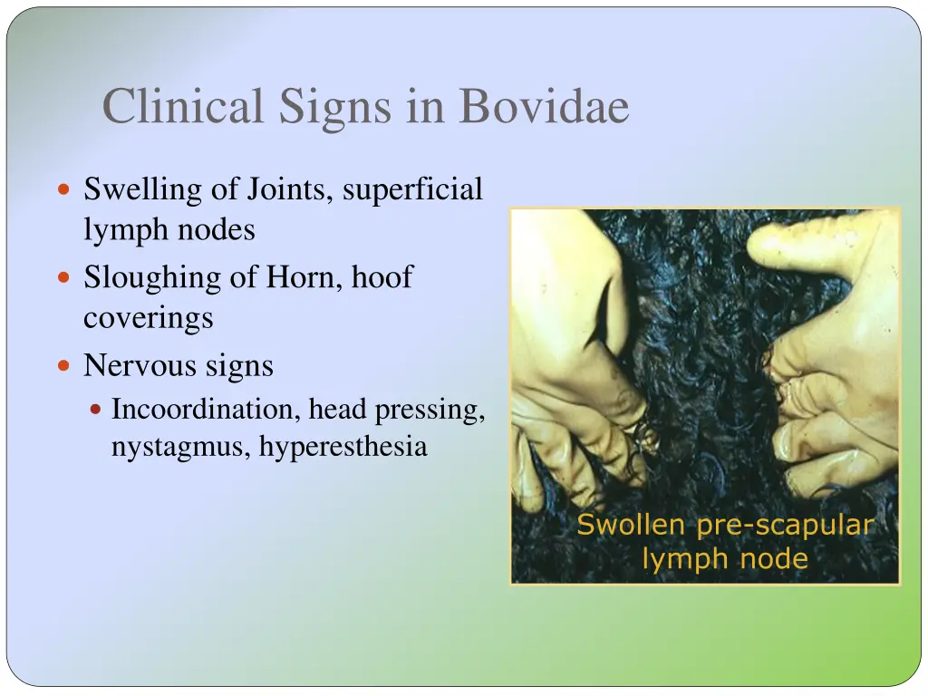 clinical signs in bovidae