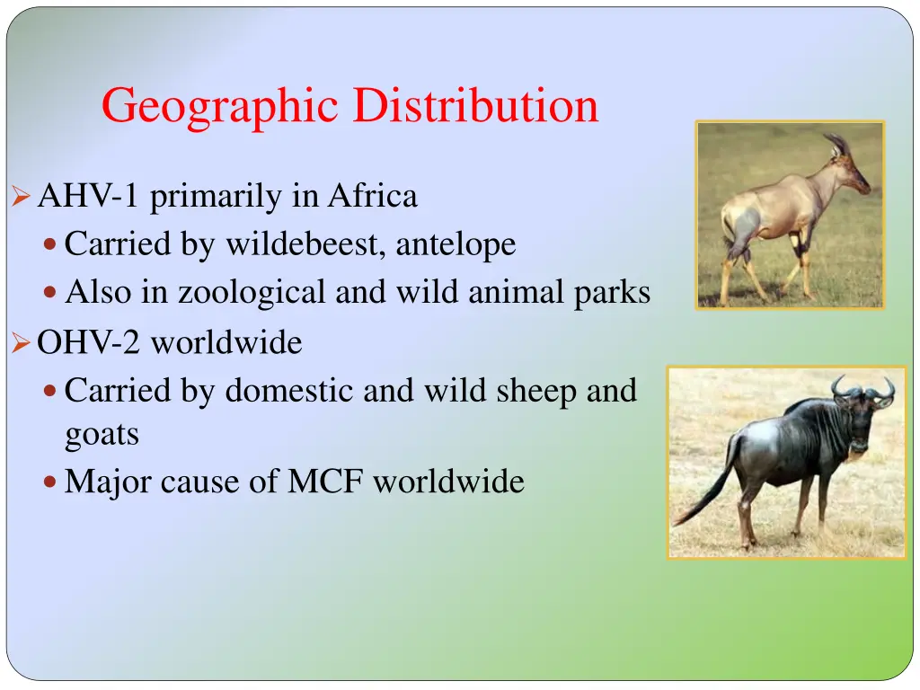 geographic distribution