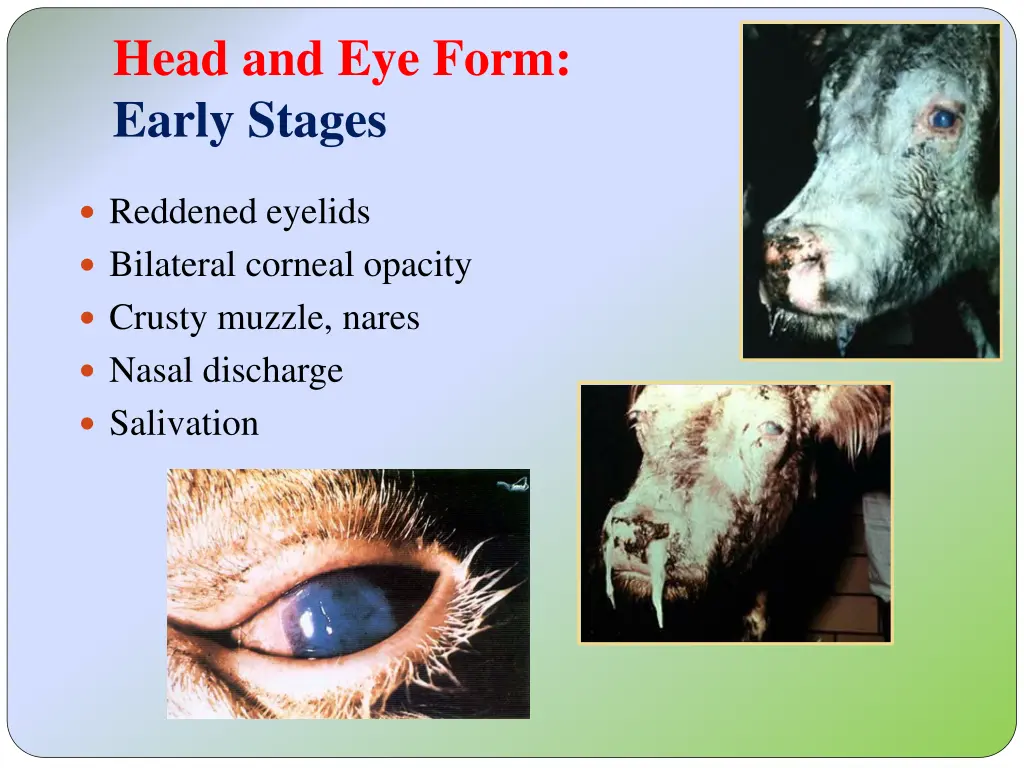 head and eye form early stages