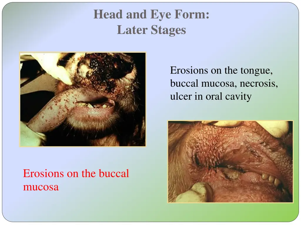 head and eye form later stages