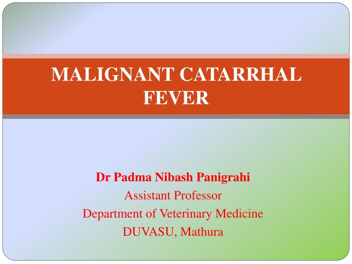 malignant catarrhal fever