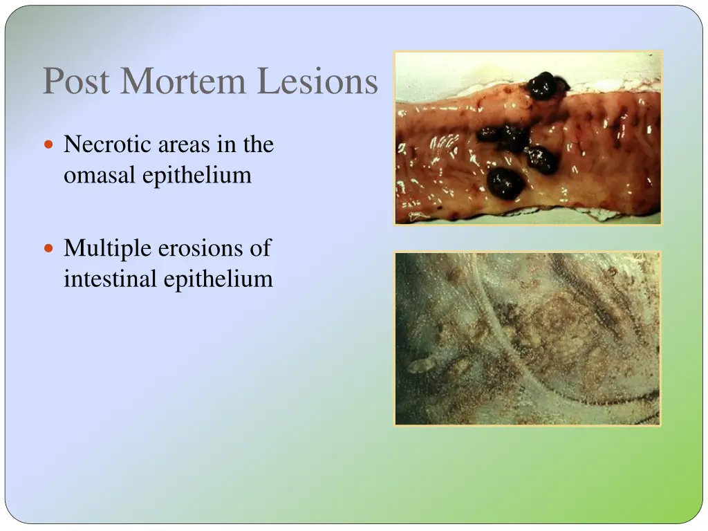 post mortem lesions 1