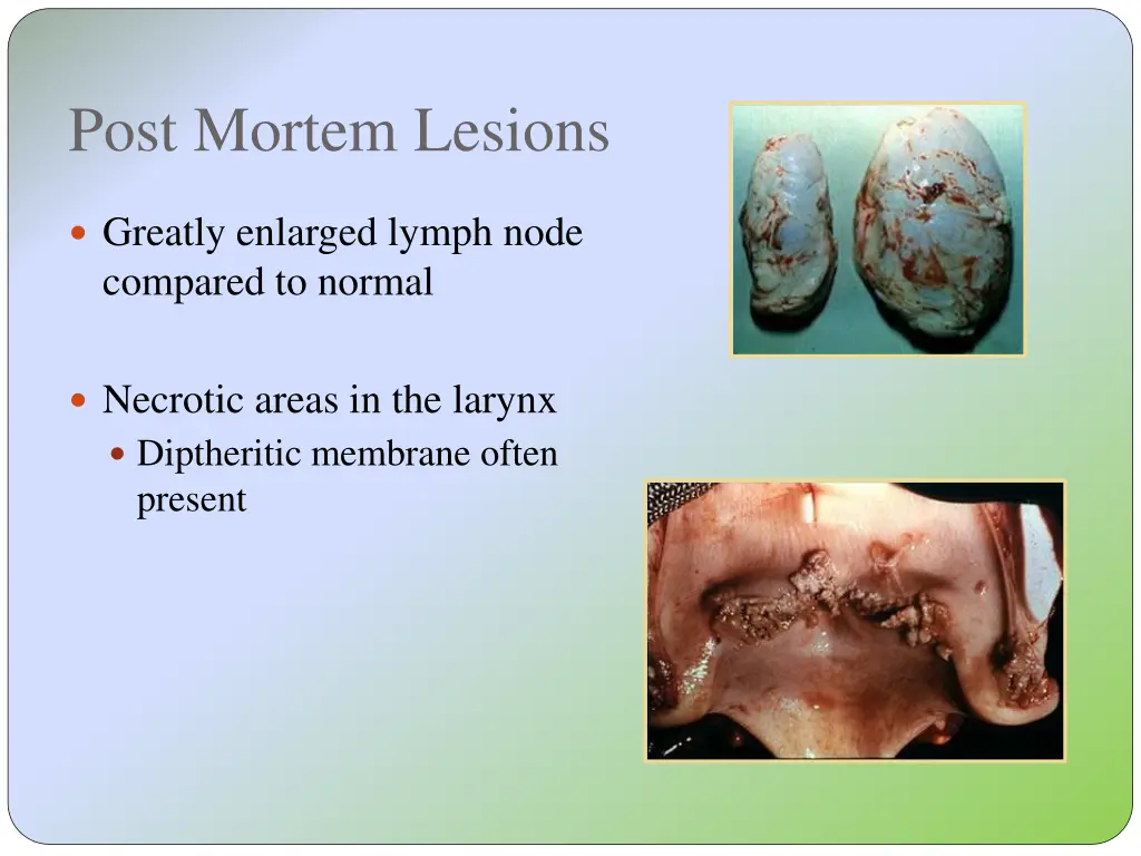 post mortem lesions 2