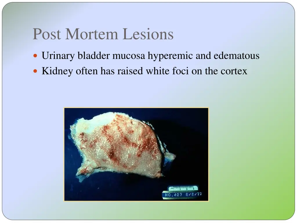 post mortem lesions 3