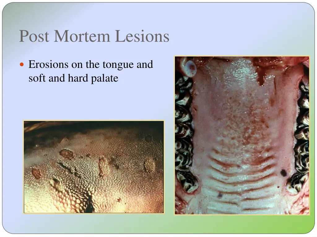 post mortem lesions