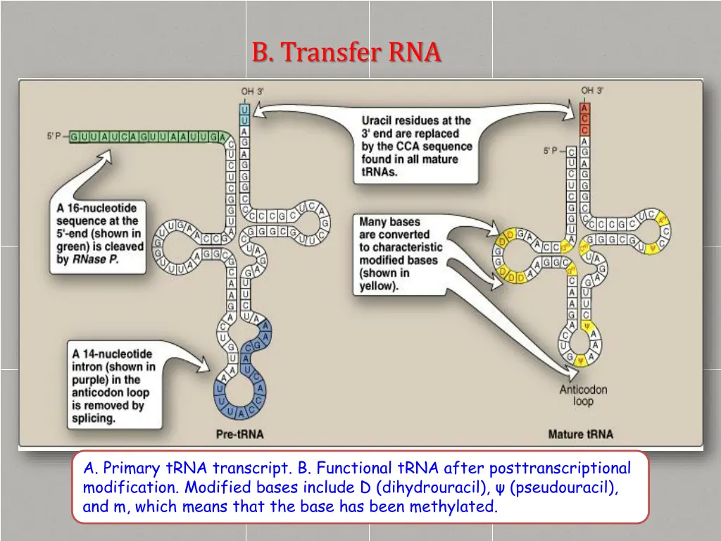 b transfer rna