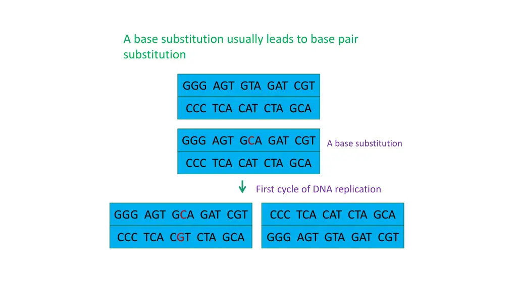 a base substitution usually leads to base pair