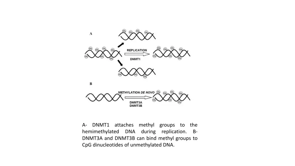 a dnmt1 attaches methyl groups